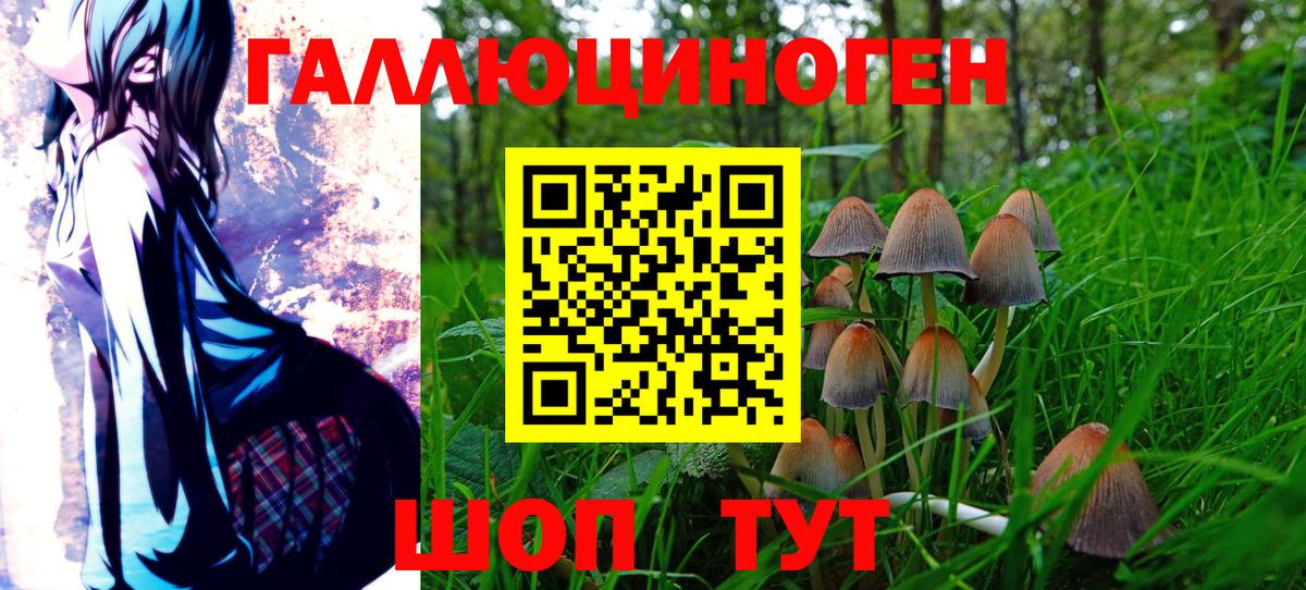 Псилоцибиновые грибы Psilocybine cubensis Кохма